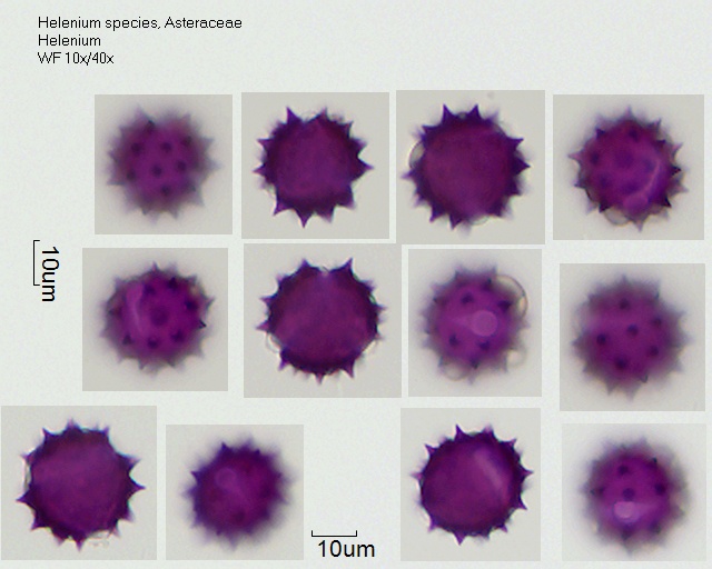 Pollen von Helenium species.jpg