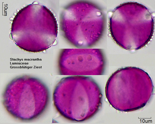 Pollen von Stachys macrantha