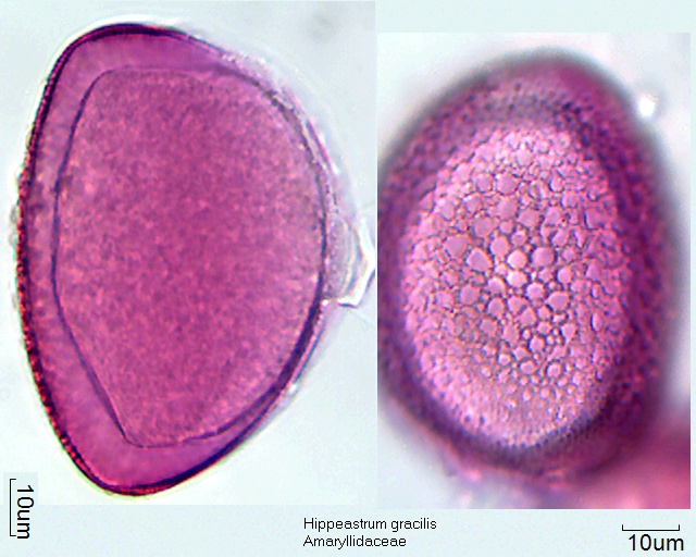 Pollen von Hippeastrum gracilis