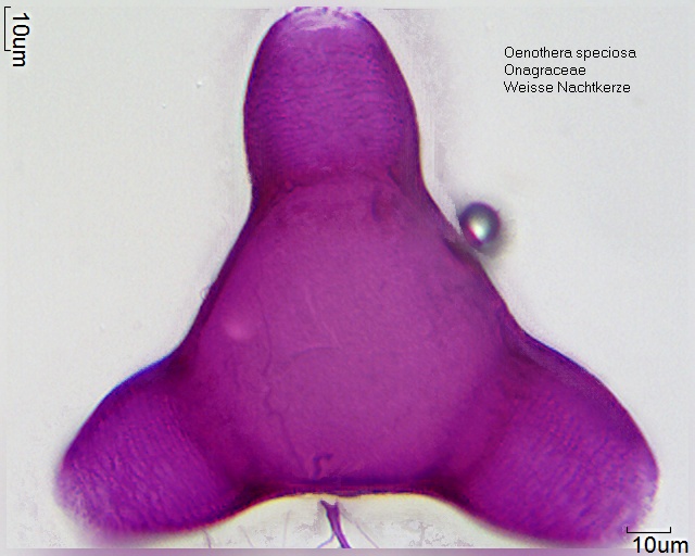 Datei:Oenothera speciosa (2).jpg