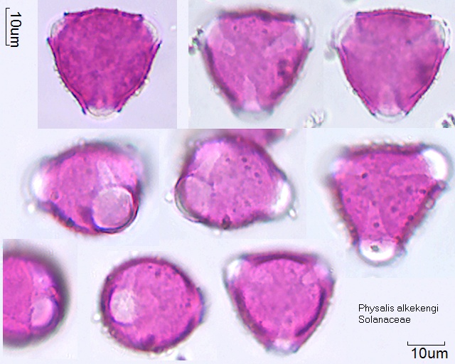 Pollen von Physalis alkekengi, 3-002-1