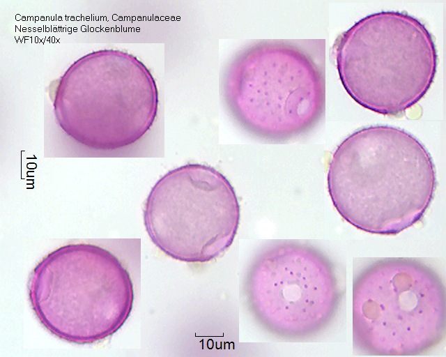 Pollen von Campanula trachelium