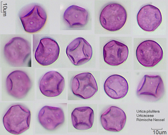 Pollen von Urtica pilulifera, 11-091