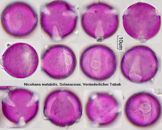 Pollen von Nicotiana mutabilis