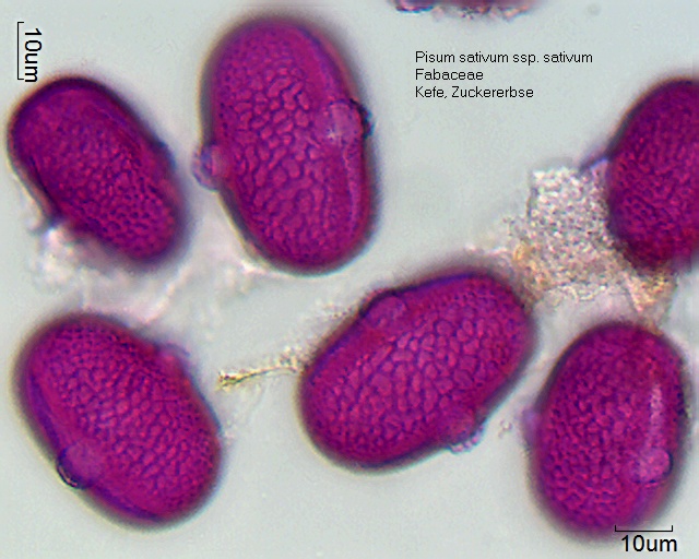 Pollen von Pisum sativum