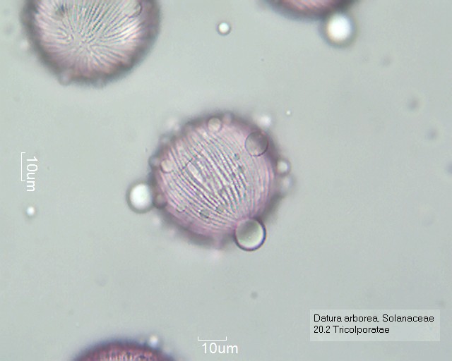 Pollen von Datura arborea