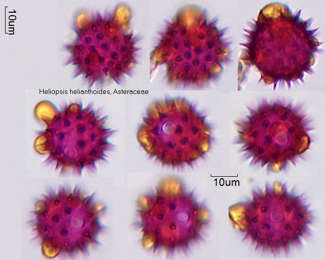 Pollen von Heliopsis helianthoides