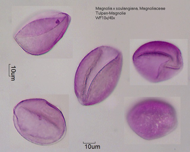Pollen von Magnolia x soulangeana, 2-037