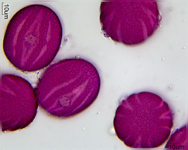 Datei:Schaueria flavicoma (3).jpg