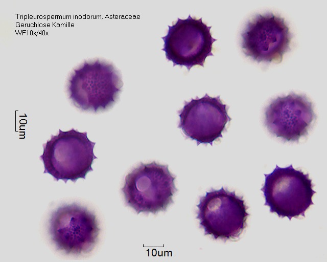 Pollen von Tripleurospermum inodorum