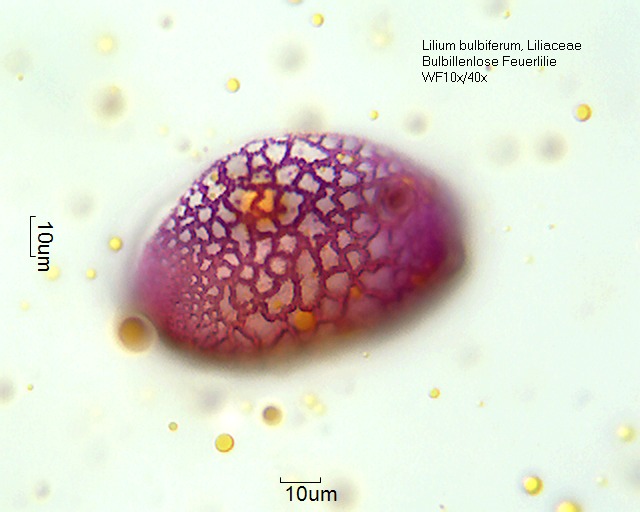 Datei:Hemerocallis multiflora 1 (5).jpg