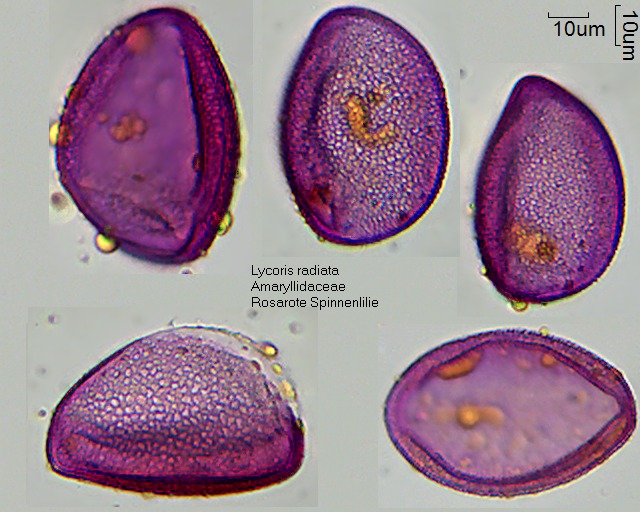 Pollen von Lycoris radiata.jpg