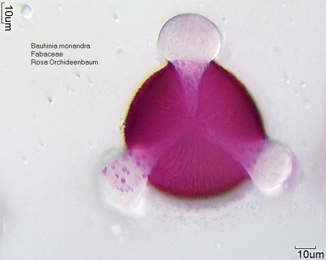 Datei:Bauhinia monandra (2).jpg