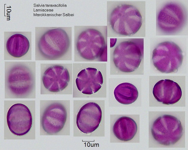 Pollen von Salvia taraxacifolia
