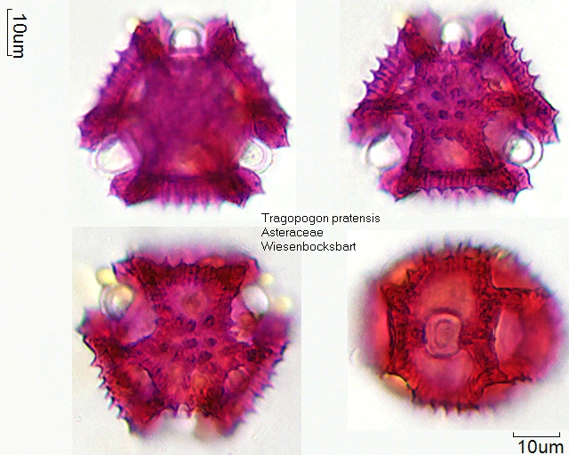 Pollen von Tragopogon pratensis