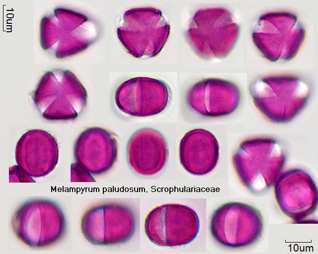 Pollen von Melampyrum paludosum
