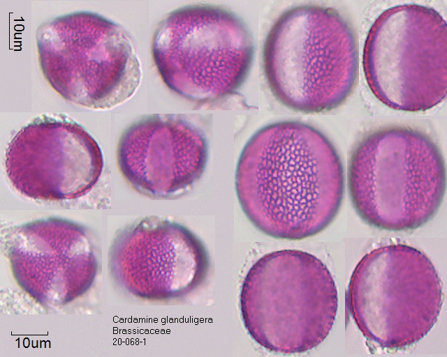 Pollen von Cardamine glanduligera, 20-068-1, 29.03.2019
