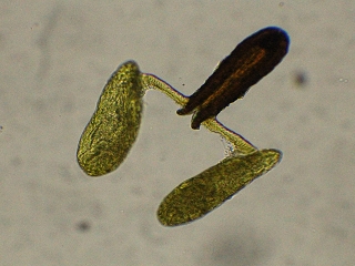 Datei:Vincetoxicum hirundinaria Pollinium (1).JPG