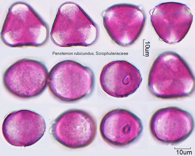 Pollen von Penstemon rubicundus, 3-065-1