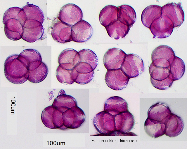 Pollen von Aristea ecklonii
