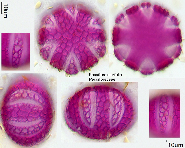 Pollen von Passiflora morifolia