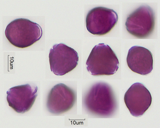 Präparat 1-020, Pollen von Potentilla indica