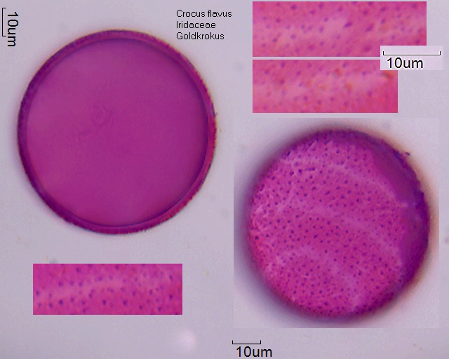 Pollen von Crocus flavus