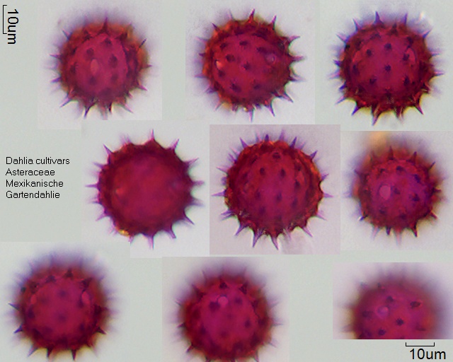 Pollen von Dahlia cultivars