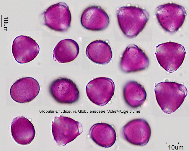 Pollen von Globularia nudicaulis