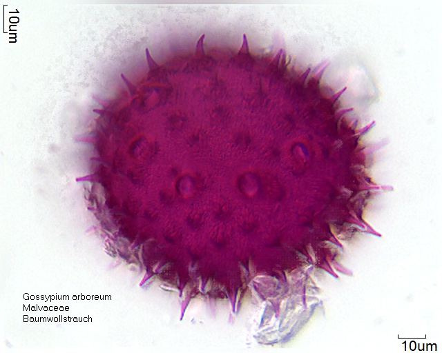 Pollen von Gossypium arboreum