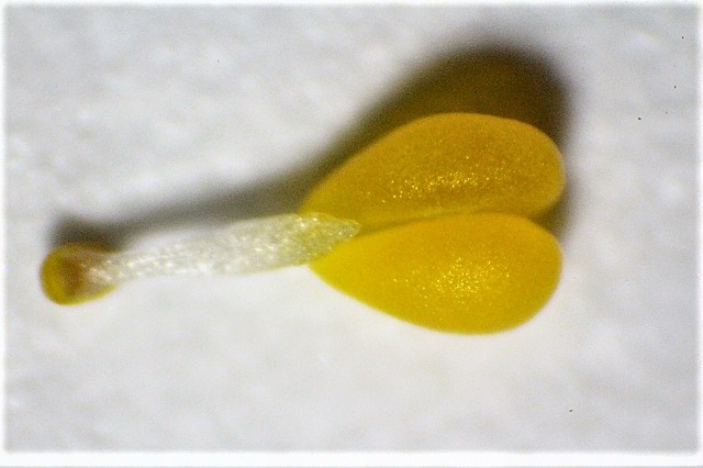 Datei:Oncidium sphacelatum Pollinarium 1mm.JPG