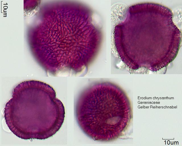 Pollen von Erodium chrysanthum