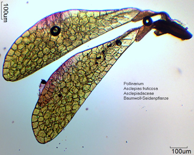 Pollinarium von Asclepias fruticosa, ca. 900 μm lang