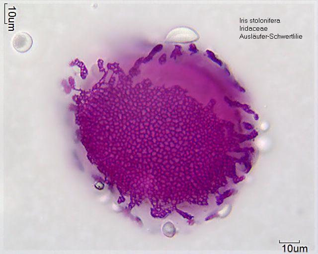 Iris stolonifera (2)
