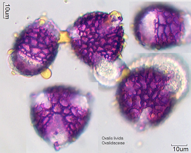 Pollen vonOxalis livida