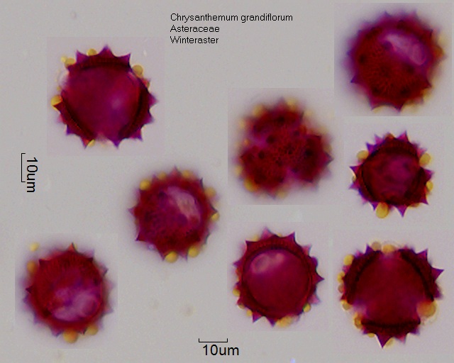 Pollen von Chrysanthemum grandiflorum