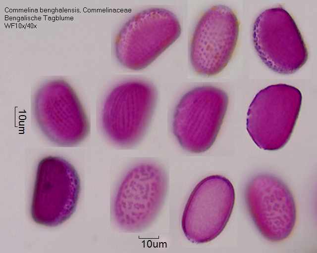 Pollen von Commelina benghalensis