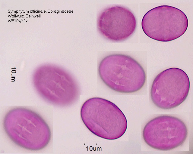 Pollen von Symphytum officinale
