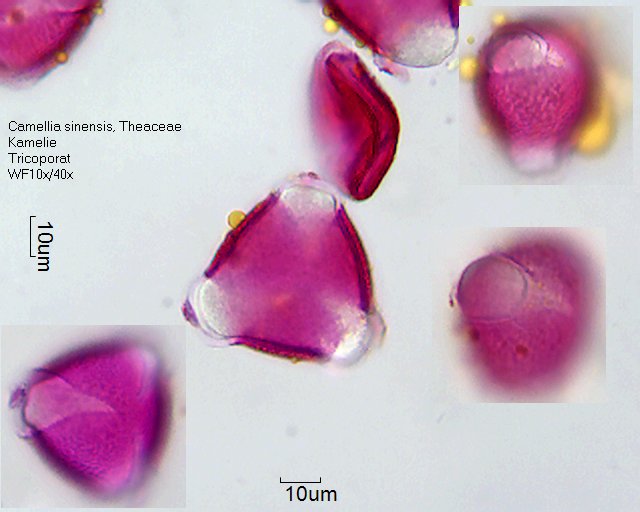 Pollen von Camellia sinensis