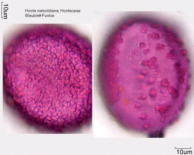 Pollen von Hosta sieboldiana