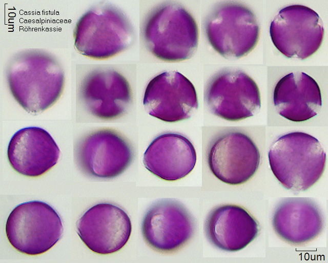 Datei:Cassia fistula 1.jpg