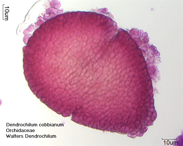 Datei:Dendrochilum cobbianum (1).jpg