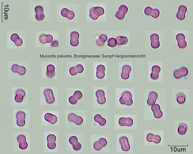 Pollen von Myosotis palustris
