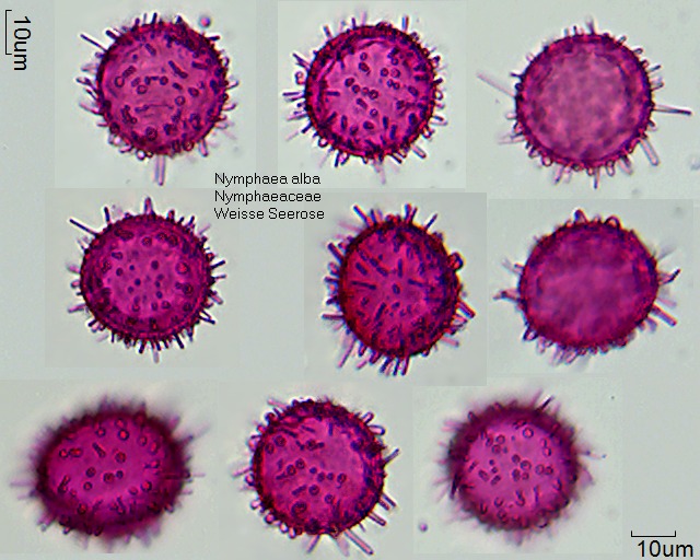 Pollen von Nymphaea alba.jpg