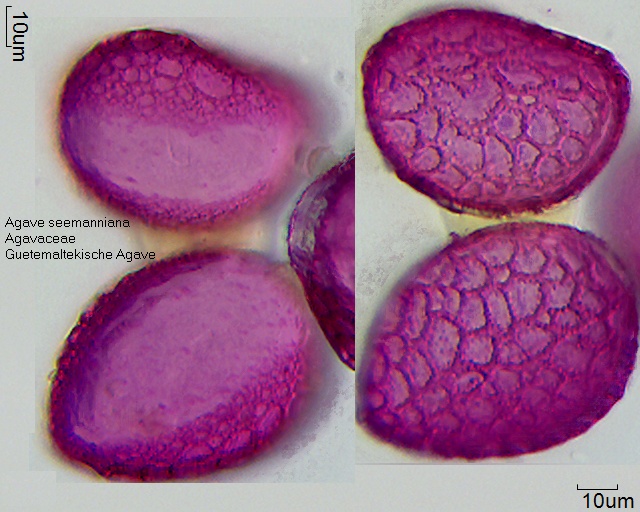 Pollen von Agave seemanniana, 13-009