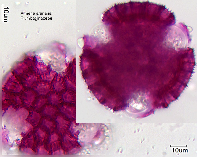 Pollen von Armeria arenaria