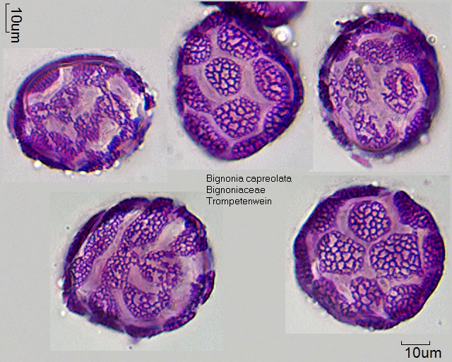 Pollen von Bignonia capreolata.jpg