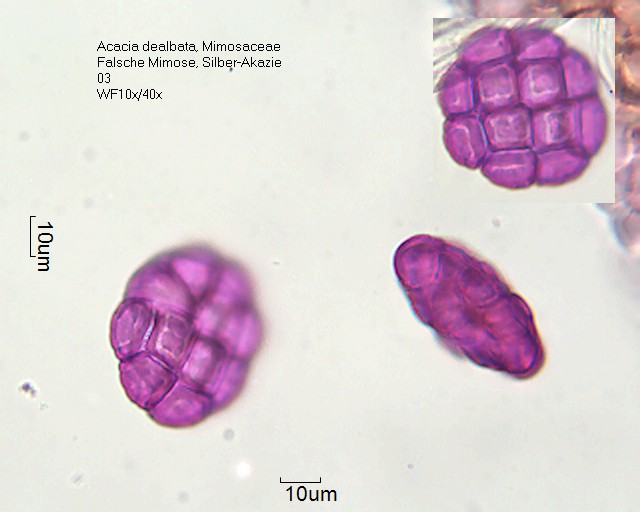 Pollen von Acacia dealbata