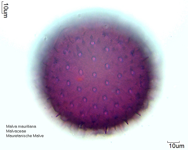 Pollen von Malva mauritiana, 12-069