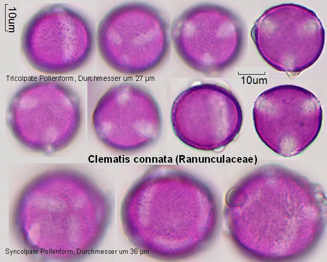 Pollen von Clematis connata: tricolpate und syncolpate PK
